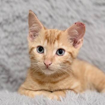 Crossiant -  Domestic Short Hair Cat for Adoption in Nashville, Tennessee - Crossiant | PetCurious