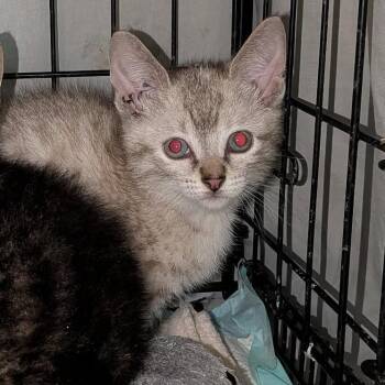 Eileen -  Domestic Short Hair and Siamese Cat for Adoption in Skokie, Illinois - Eileen | PetCurious