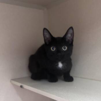Flash -  Domestic Short Hair Cat for Adoption in Buffalo, New York - Flash | PetCurious