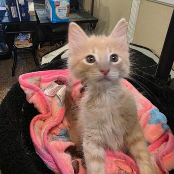 Stuart -  Domestic Medium Hair Cat for Adoption in Long Beach, California - Stuart | PetCurious