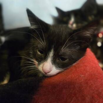 Domestic Short Hair Cats Available for Adoption in San Jacinto, California - Mo | PetCurious