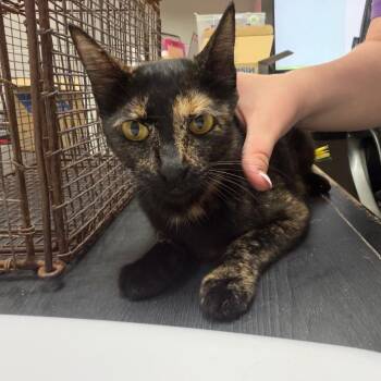 Joyce -  Domestic Short Hair Cat for Adoption in Lufkin, Texas - Joyce | PetCurious