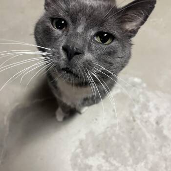 Rescue Domestic Short Hair Cats for Adoption in Vernon, Vermont - Charlie | PetCurious