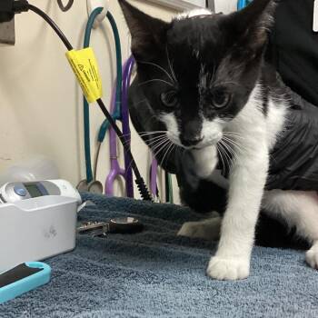 Kimchi -  Domestic Short Hair Cat for Adoption in Lakeland, Florida - Kimchi | PetCurious