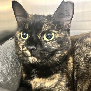 Domestic Short Hair Cats Available for Adoption in Uniontown, Pennsylvania - Autumn | PetCurious