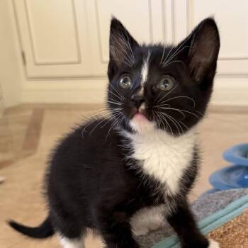 Miso (Saturday 1) -  Domestic Short Hair Cat for Adoption in Goleta, California - Miso (Saturday 1) | PetCurious