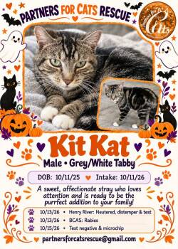 Kitkat -  Domestic Short Hair Cat for Adoption in Morganton, North Carolina - Kitkat | PetCurious