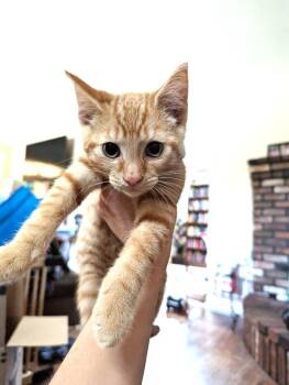 Domestic Short Hair Cats Available for Adoption in Pitman, New Jersey - Melon 2 | PetCurious