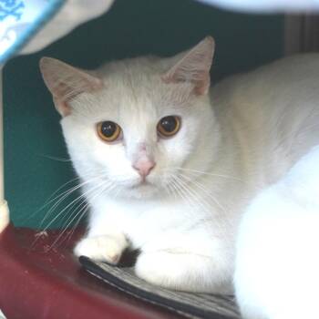 Avalanche -  Domestic Short Hair Cat for Adoption in Belleville, Illinois - Avalanche | PetCurious