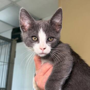 Marie -  Domestic Short Hair Cat for Adoption in Goleta, California - Marie | PetCurious