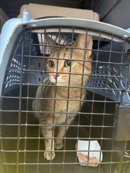 Rescue Domestic Short Hair Cats for Adoption in West Chester, Pennsylvania - Novia | PetCurious