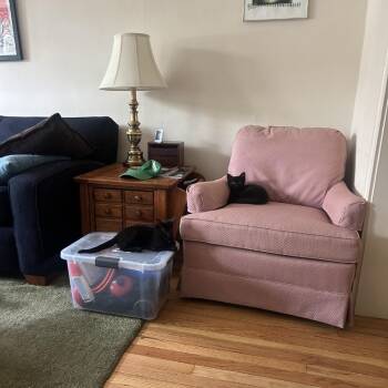 Acacia -  Domestic Short Hair Cat for Adoption in Chicago, Illinois - Acacia | PetCurious