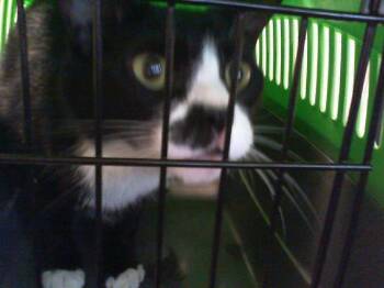 CHAMELEON -  Domestic Short Hair Cat for Adoption in Charlotte, North Carolina - CHAMELEON | PetCurious