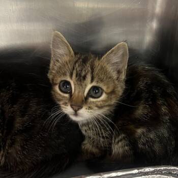 Erika -  Domestic Short Hair Cat for Adoption in Salt Lake City, Utah - Erika | PetCurious