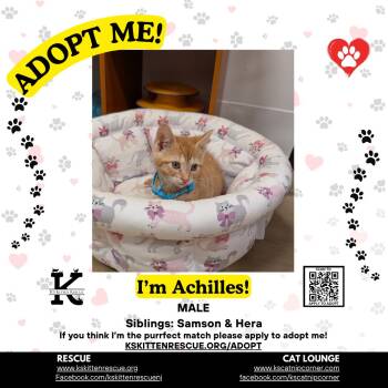 Achilles -  Domestic Short Hair Cat for Adoption in OSBORNVILLE, New Jersey - Achilles | PetCurious