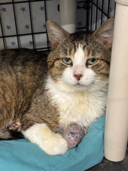 Domestic Short Hair Cats Available for Adoption in Hartford City, Indiana - Sunday | PetCurious