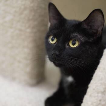 Domestic Short Hair Cats Available for Adoption in Naperville, Illinois - Coffee | PetCurious