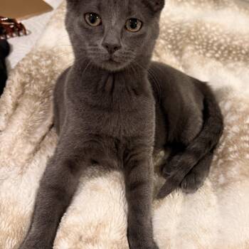 Rescue American Shorthair Cats for Adoption in Park Row, Texas - Stella | PetCurious