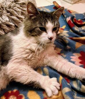 Dawson -  Domestic Short Hair Cat Available for Adoption in Reston, Virginia - Dawson | PetCurious