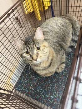 Sage -  Domestic Short Hair Cat for Adoption in New Albany, Indiana - Sage | PetCurious