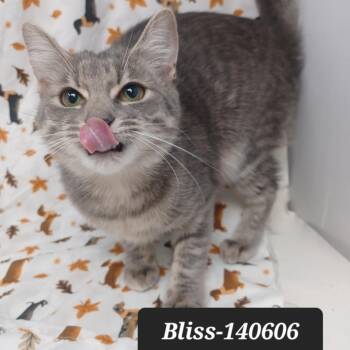 Domestic Short Hair Cats Available for Adoption in New Tazewell, Tennessee - Bliss | PetCurious