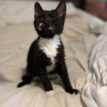 Gale -  Tuxedo Cat for Adoption in Knoxville, Tennessee - Gale | PetCurious