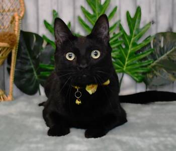 Brewster -  Domestic Short Hair Cat for Adoption in Roanoke, Texas - Brewster | PetCurious