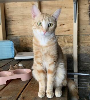 Cady -  Domestic Short Hair Cat Available for Adoption in Stockholm, Wisconsin - Cady | PetCurious