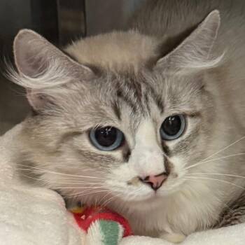 Simone -  Domestic Medium Hair Cat for Adoption in Lakewood, Colorado - Simone | PetCurious