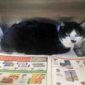 Domestic Short Hair Cats Available for Adoption - Sunny | PetCurious