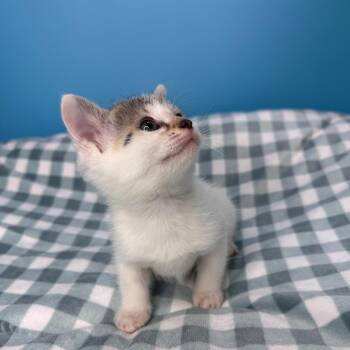 Domestic Short Hair Cats Available for Adoption in San Antonio, Texas - Jocelyn | PetCurious