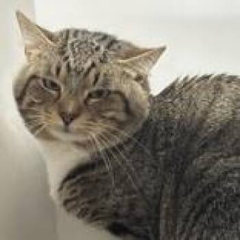 Oliver -  Domestic Short Hair Cat for Adoption in Hilliard, Ohio - Oliver | PetCurious