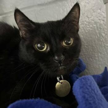 Maryse -  Domestic Short Hair Cat for Adoption in Lansing, Michigan - Maryse | PetCurious