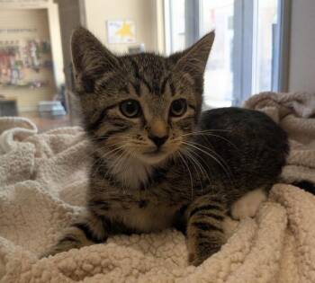 Clyde -  Domestic Short Hair Cat for Adoption in Salinas, California - Clyde | PetCurious