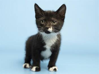 Domestic Short Hair Cats Available for Adoption in Phoenix, Arizona - HALF MOON | PetCurious