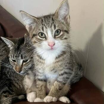 Ricky -  Domestic Medium Hair Cat for Adoption in Pittsburg, Kansas - Ricky | PetCurious