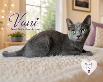 Vani -  Russian Blue Cat for Adoption in San Diego, California - Vani | PetCurious