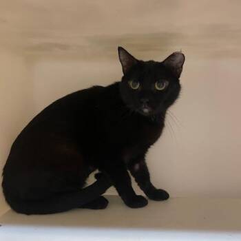 Domestic Short Hair Cats Available for Adoption in Madison, Wisconsin - Nina | PetCurious