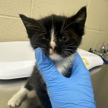 Keroppi -  Domestic Short Hair Cat for Adoption in Troy, Virginia - Keroppi | PetCurious