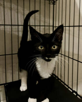 Rescue Domestic Short Hair Cats for Adoption in Emerald Isle, North Carolina - Charlie | PetCurious