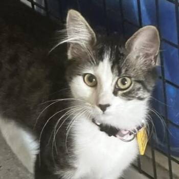 Destiny - Pretty Little Tabby -  Tabby Cat for Adoption in Hoquiam, Washington - Destiny - Pretty Little Tabby | PetCurious