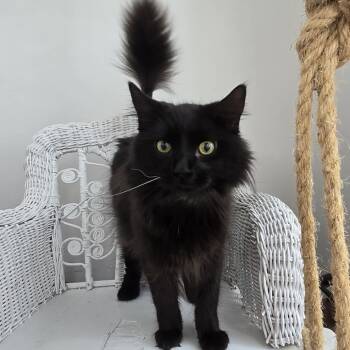 Rescue Domestic Long Hair Cats for Adoption in Eaton Rapids, Michigan - Midwest Meower 55470 | PetCurious
