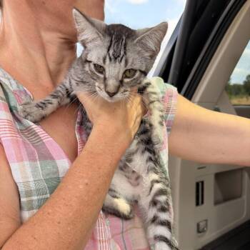 Charlie -  Domestic Short Hair Cat for Adoption in Marshall, Texas - Charlie | PetCurious