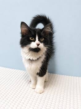 Vanilla -  Domestic Medium Hair Cat for Adoption in Homer Glen, Illinois - Vanilla | PetCurious