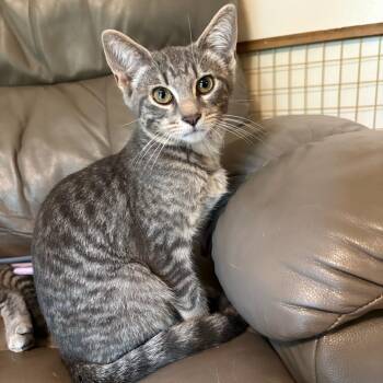 Roberto -  Tabby Cat for Adoption in Oswego, New York - Roberto | PetCurious