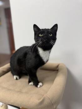 Daffodil -  Domestic Short Hair Cat for Adoption in North Miami Beach, Florida - Daffodil | PetCurious