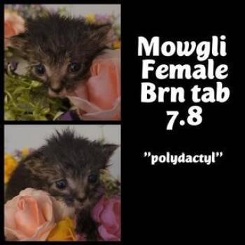 Mowgli -  Maine Coon and Tabby Cat for Adoption in Parlier, California - Mowgli | PetCurious