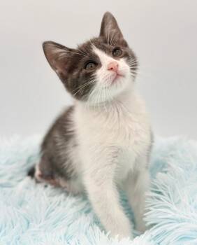 Wabi Sabi (three legged) -  Domestic Short Hair Cat for Adoption in Covington, Louisiana - Wabi Sabi (three Legged) | PetCurious