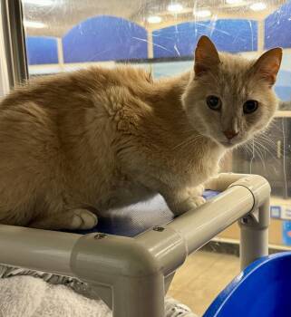 Moss -  Domestic Short Hair Cat for Adoption in Herndon, Virginia - Moss | PetCurious