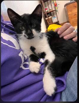Felix -  Tuxedo Cat for Adoption in Jamestown, North Dakota - Felix | PetCurious